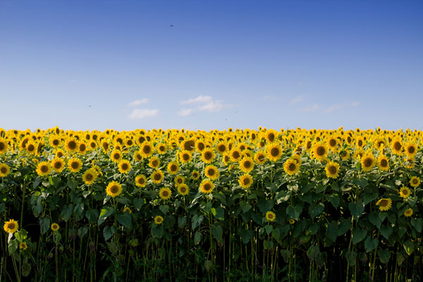 ein Sonnenblumenfeld