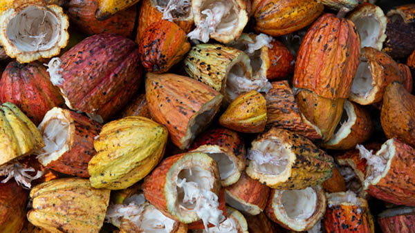 die Schalen von Kakao Früchten